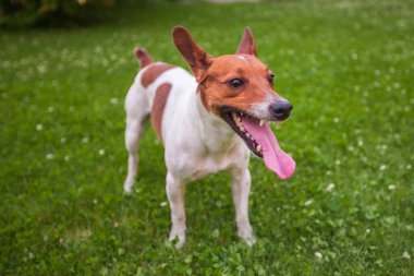 Onun dilini sıkışmış köpek