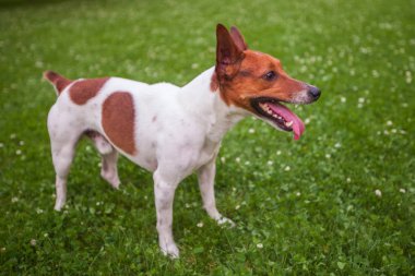 Köpek Park, Jack Russell Terrier yürüyen