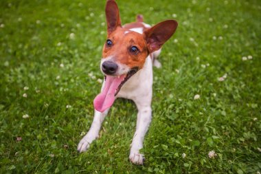 çim zemin üzerine komik köpek yakın çekim