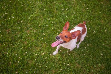 çim zemin üzerine komik köpek yakın çekim