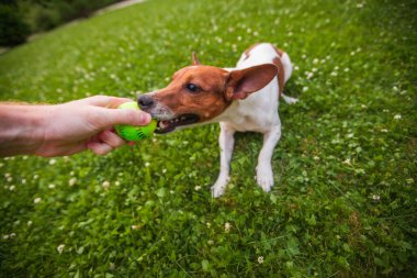 Yeşil çim arka plan, Jack Russell Terrier köpek