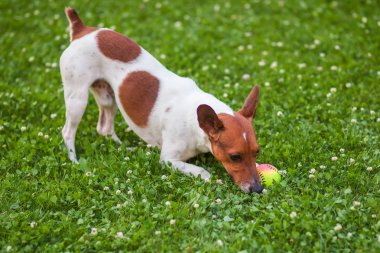 parkta çim topuyla oynayan köpek