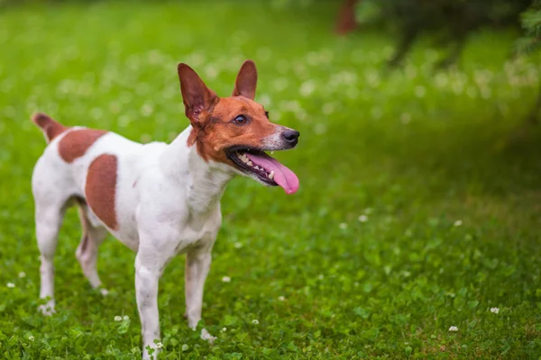Jack Russell Terrier Sta Sull Erba — Foto Stock