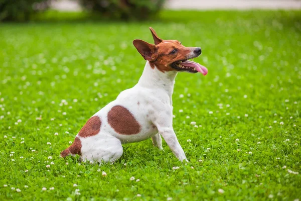 Cane Seduto Sull Erba Jack Russell Terrier — Foto Stock