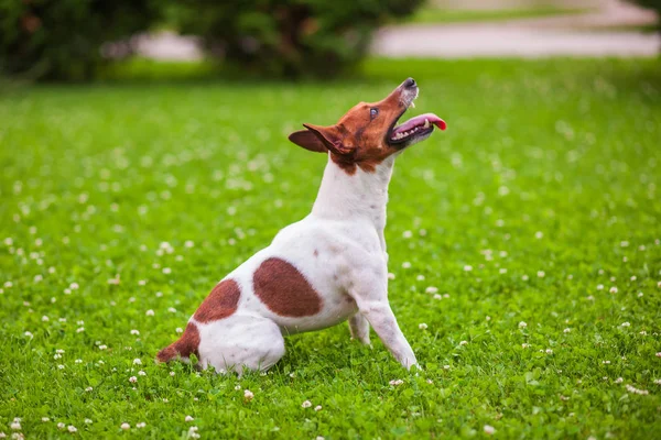 Dog lying on the lawn, Jack Russell Terrier