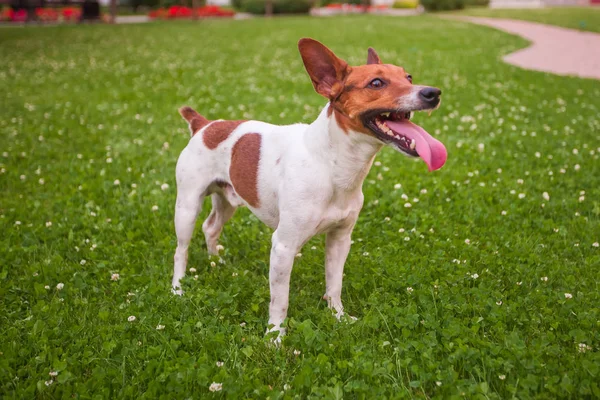 Passeggiata Del Cane Nel Parco Jack Russell Terrier — Foto Stock