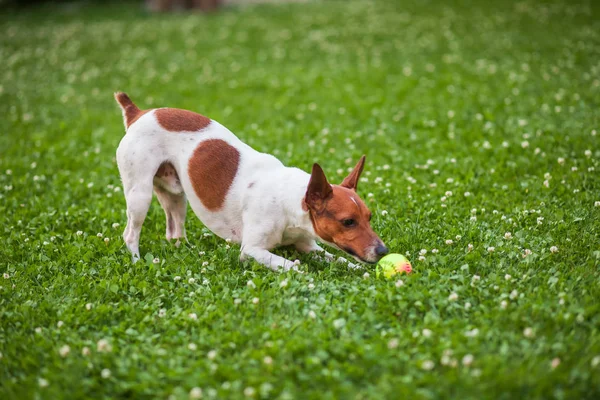 Jack Russell Terrier çimlerde topuyla oynayan köpek