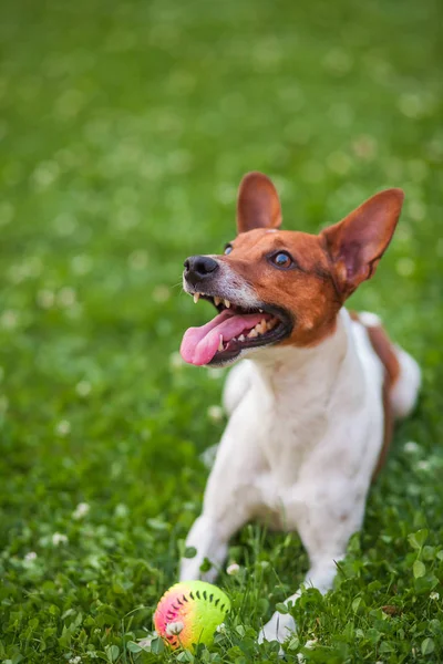 Cane Che Gioca Con Una Palla Sull Erba Nel Parco — Foto Stock