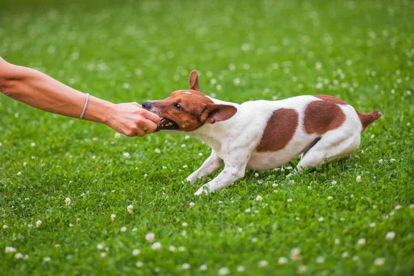 köpek oyuncak kesiyor