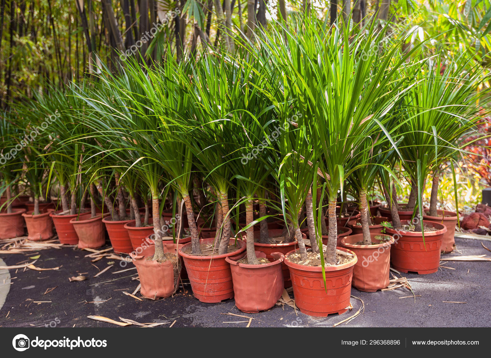 Palm trees in pots — Stock Photo © Smeilov 296368896