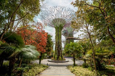 Singapur - 23 Ocak 2019 : Körfezin bahçesindeki supertrees