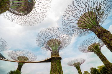 Singapur - 23 Ocak 2019 : Körfezin bahçesindeki supertrees
