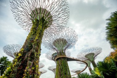 Singapur - 23 Ocak 2019 : Körfezin bahçesindeki supertrees