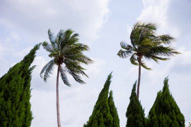 Palmiye ağaçları rüzgarda bükülür