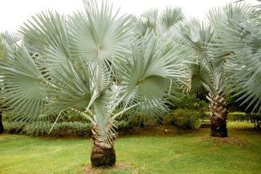 Singapur Park palmiye ağacı