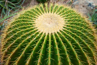 dikenli yuvarlak kaktüs
