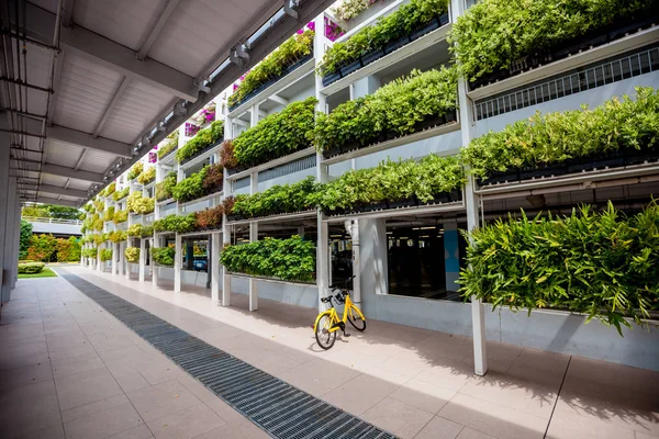 Зеленые растения на стенах Сингапура — стоковое фото
