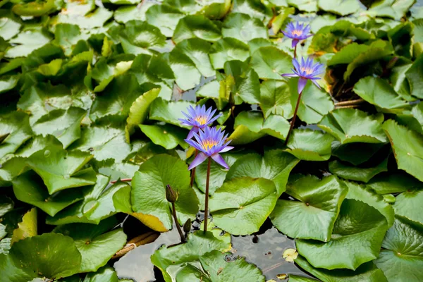 Blauer Lotus im Teich — Stockfoto