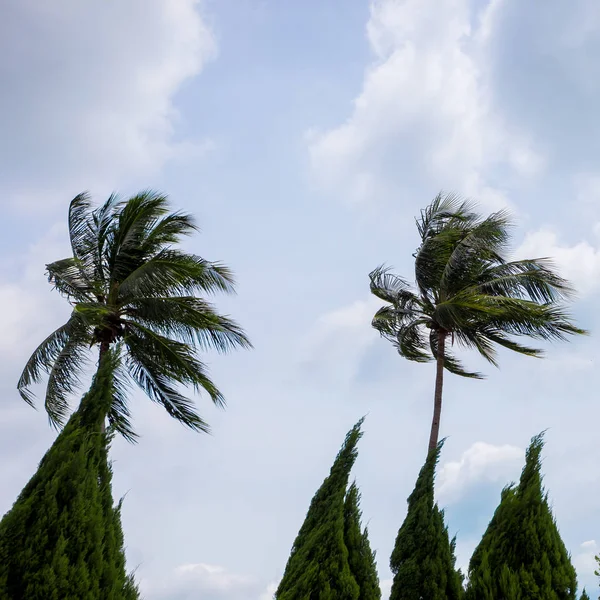 Palmiye ağaçları rüzgarda kıvrılIr. Meydanı