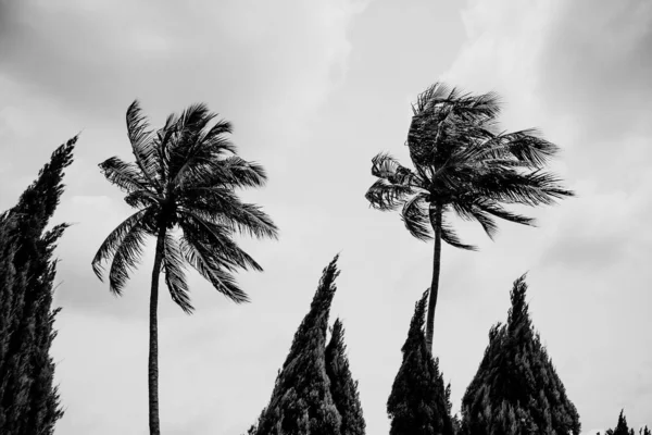 Noir et blanc Palmiers courbés par le vent — Photo
