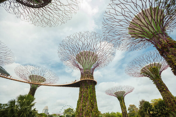 Singapore Supertrees in garden by the bay