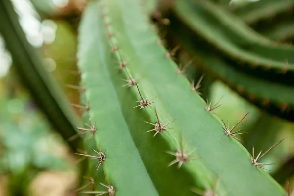 Agulhas de cacto close-up — Fotografia de Stock