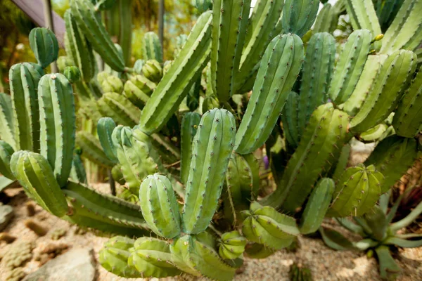 Cacto verde cresce no Parque — Fotografia de Stock