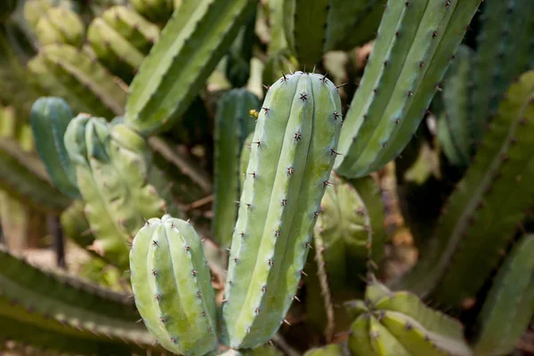 Cacto verde com agulhas close-up — Fotografia de Stock