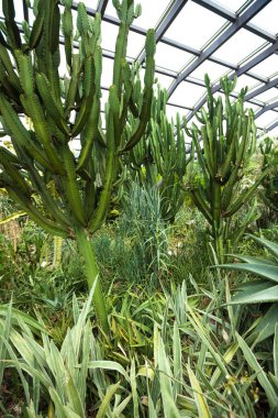 İğneli yeşil kaktüs