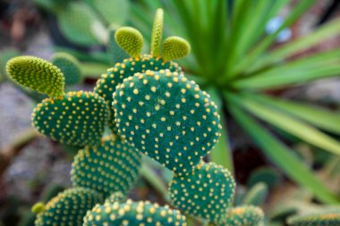 dikenli yeşil düz kaktüs