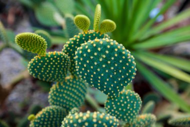 dikenli yeşil düz kaktüs