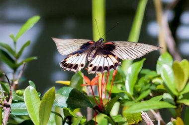 Kelebek çiçek üzerinde uçan