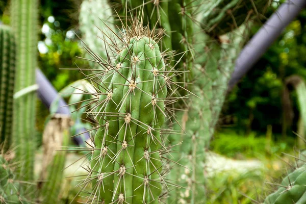 Espinhos grandes de cacto — Fotografia de Stock