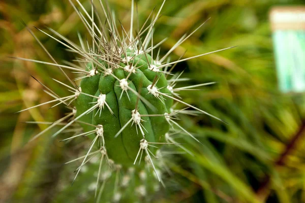 Spine su cactus primo piano — Foto Stock