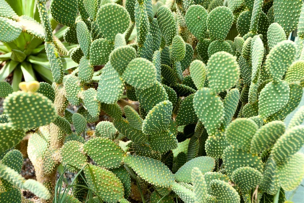 Cacto plano verde com espinhos — Fotografia de Stock