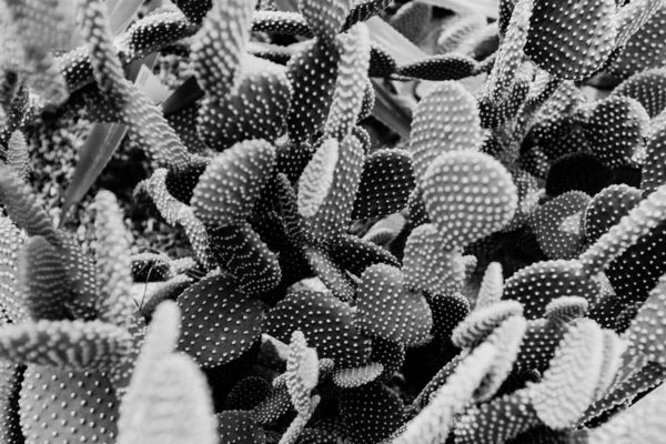 Cactus blancos y negros —  Fotos de Stock