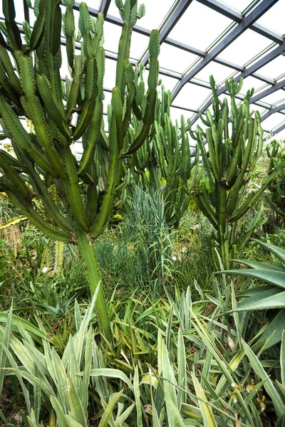 Зеленый кактус с иглами — стоковое фото