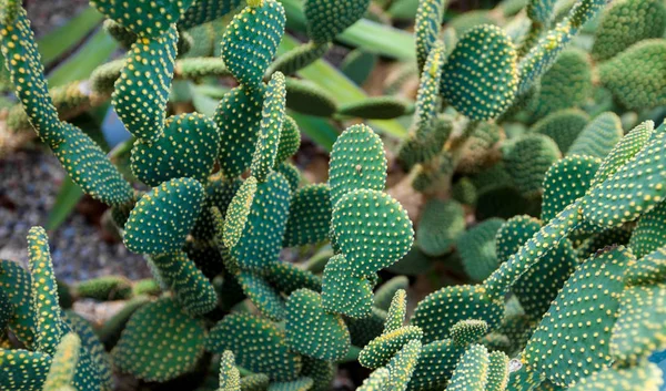 Panorama de fundo do cacto verde — Fotografia de Stock