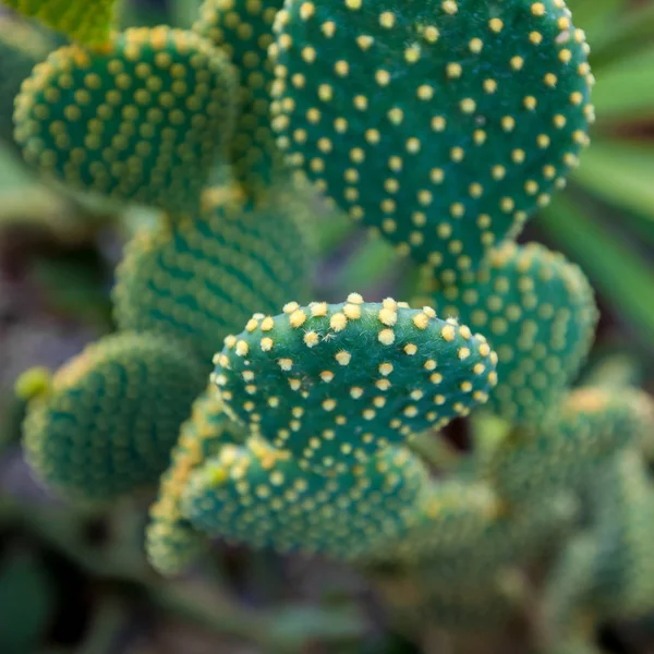 Grüner Kaktus Hintergrund Textur Quadrat — Stockfoto