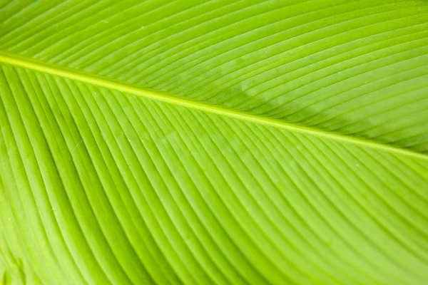 Zöld levél pálmafa háttér textúra — Stock Fotó