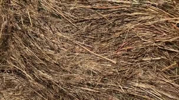 Hay rolls in the field — Stock Video