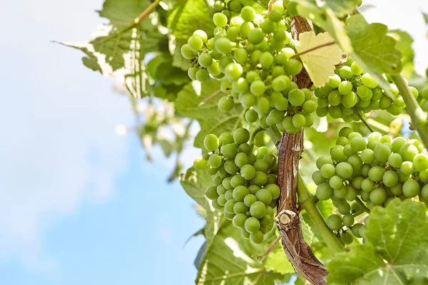 Green Wine Grapes Vine Sun — Stock Photo, Image