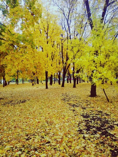 Schöne Romantische Allee Einem Park Mit Bunten Bäumen Herbstliche Landschaft — Stockfoto