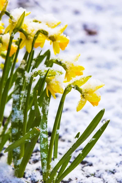 Bando Flores Amarelas Narcisos Primavera Cobertas Neve Livre — Fotografia de Stock