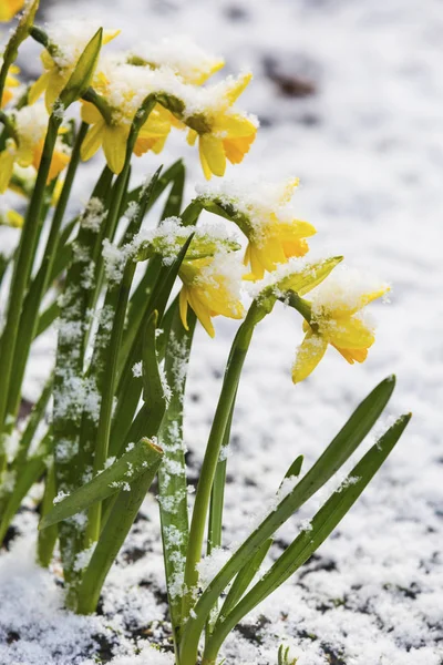 Bando Flores Amarelas Narcisos Primavera Cobertas Neve Livre — Fotografia de Stock