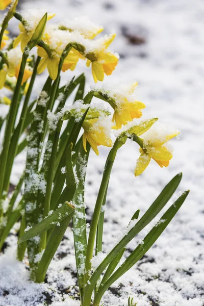 Bunch Yellow Spring Daffodils Flowers Covered Snow Outdoors — Stock Photo, Image