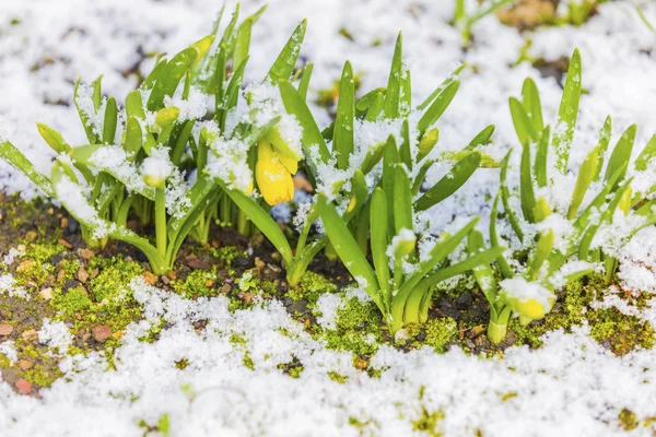 Bunch Yellow Spring Daffodils Flowers Covered Snow Outdoors — Stock Photo, Image