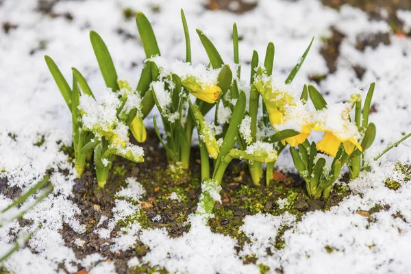 Bunch Yellow Spring Daffodils Flowers Covered Snow Outdoors — Stock Photo, Image