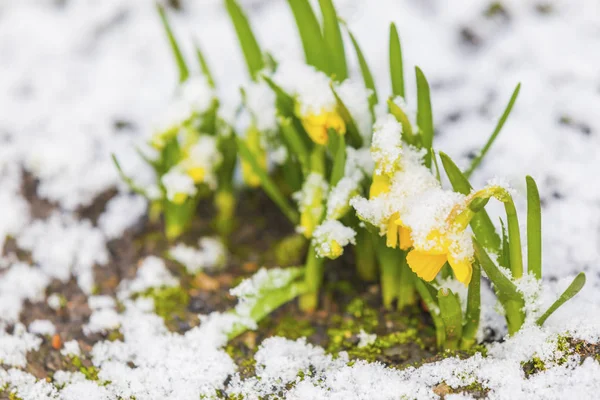 Bunch Yellow Spring Daffodils Flowers Covered Snow Outdoors — Stock Photo, Image