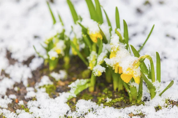 Bando Flores Amarelas Narcisos Primavera Cobertas Neve Livre — Fotografia de Stock